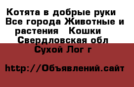 Котята в добрые руки - Все города Животные и растения » Кошки   . Свердловская обл.,Сухой Лог г.